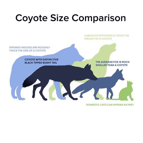 coyotes animal weight